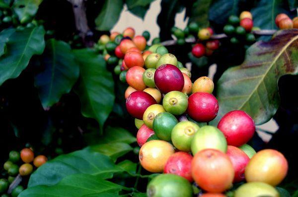 从咖啡树到咖啡