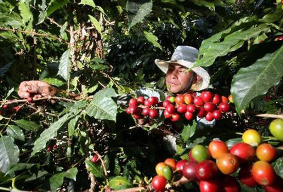 锈斑病致拉美八国咖啡豆减产出口量均大幅下降(图)