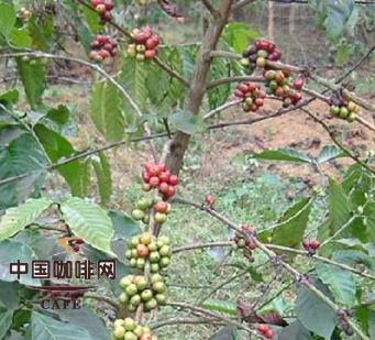 咖啡主要产地与上质严选豆的特征