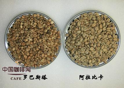 阿拉比卡种咖啡豆与罗布斯塔种咖啡豆