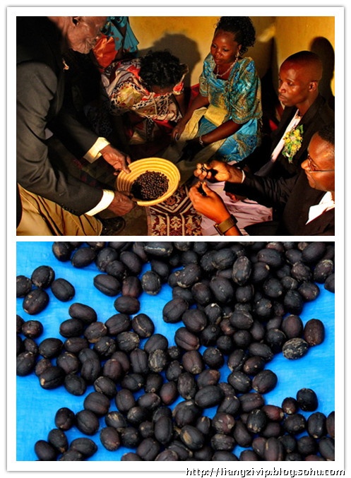 非洲咖啡故乡人嗜好嚼咖啡‎