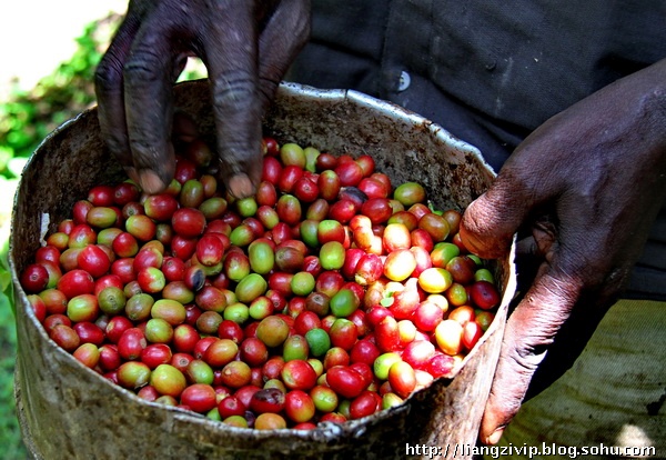 非洲咖啡文化：非洲咖啡故乡人嗜好嚼咖啡‎
