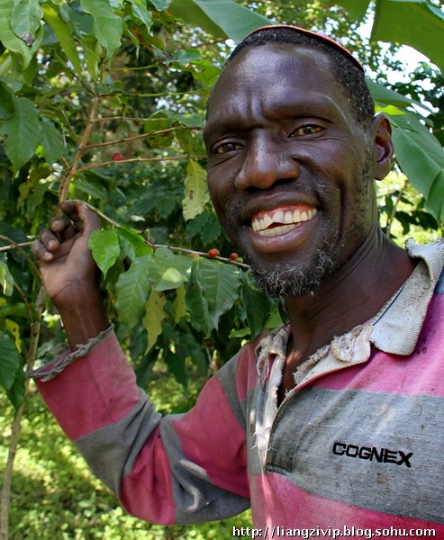 非洲咖啡文化：非洲咖啡故乡人嗜好嚼咖啡‎
