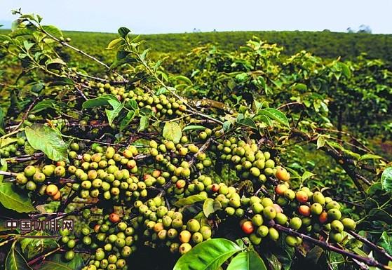 咖啡树的种植要求和种植条件