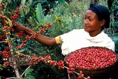罕见的好咖啡——肯尼亚咖啡