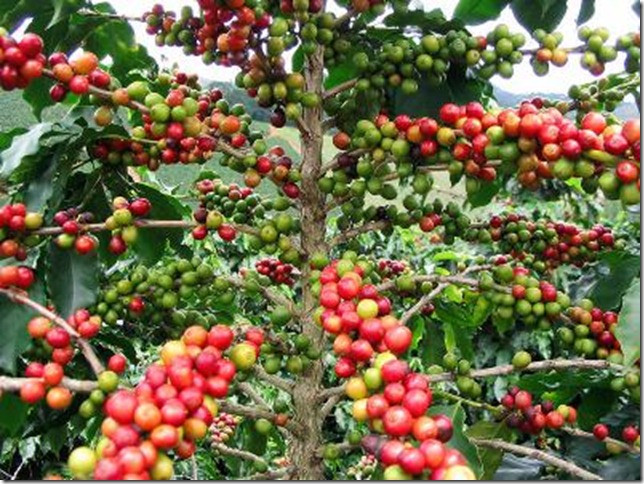咖啡树 - 可可与咖啡的区别