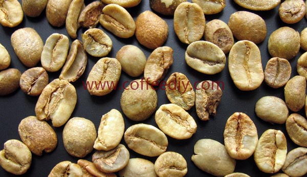 阿拉比卡种 - 咖啡豆的主要品种