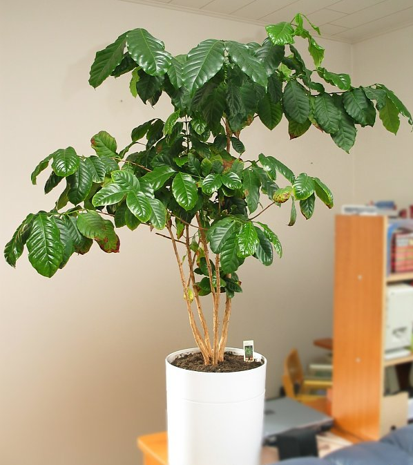 咖啡树种植 家养咖啡树的技术要领