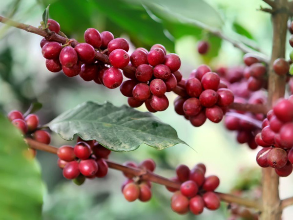 Ripening coffee beans on a tree