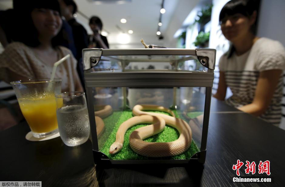 日本重口味咖啡屋 顾客边喝饮料边赏蛇