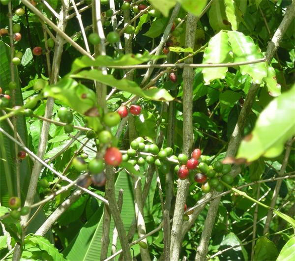 CAFFE PASCUCCI百年品质秘诀 源自加勒比海有机咖啡豆1