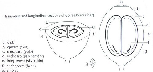咖啡樱桃1