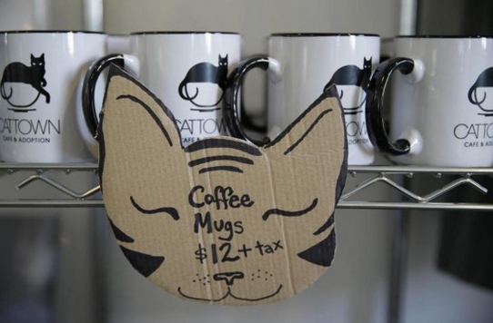 首家猫咪咖啡馆开业 喝着咖啡与喵星人“约会”