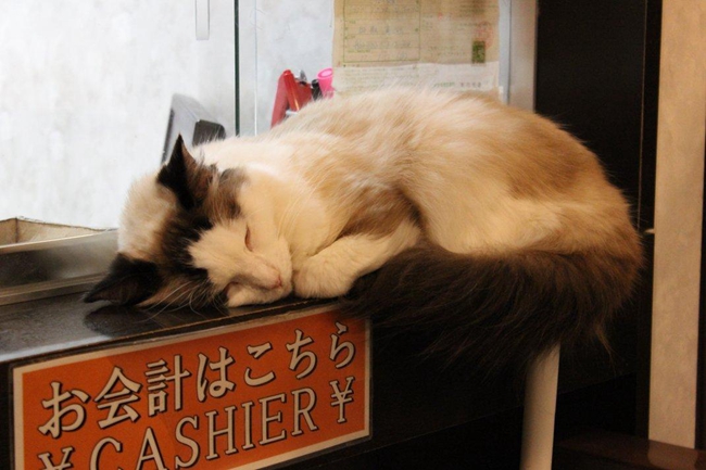 日本的猫咪咖啡店