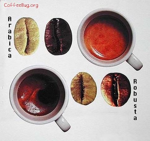 阿拉比卡(arabica)与罗布斯塔(Robusta)咖啡和咖啡豆的区别【图示】