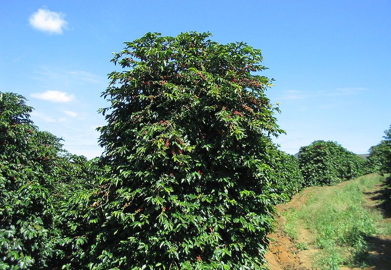 咖啡树