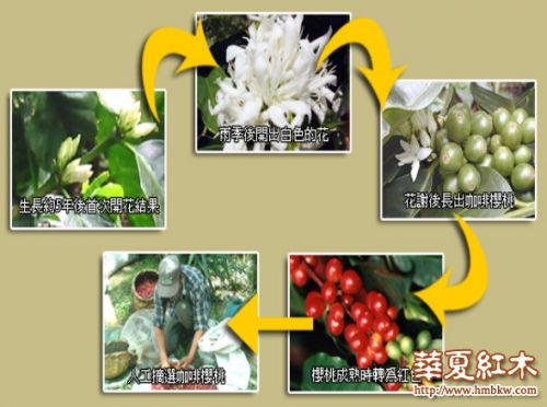 咖啡树养殖流程
