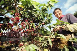 云南省普洱市成为中国种植面积最广、产量最多的咖啡产区