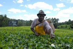 巴布亚新几内亚奇迈尔庄园圆豆 亚洲咖啡的地域之味 单品