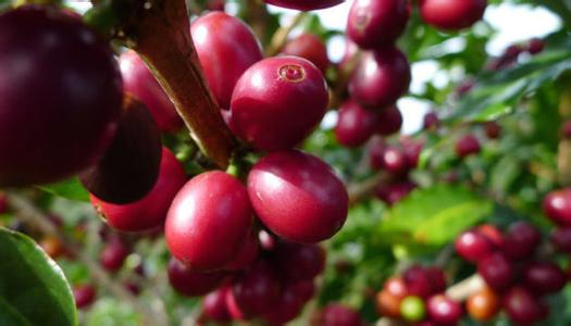 拉丁美洲咖啡豆的特点种植区风味描述口感处理法研磨刻度