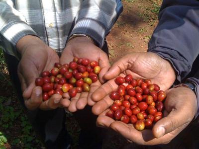 肯尼亚AA咖啡豆怎么冲 肯尼亚产区咖啡豆口感风味特点手冲水温