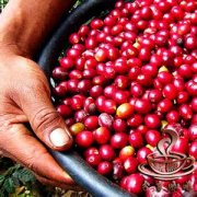 浓缩了整个非洲神韵的咖啡-卢旺达咖啡豆