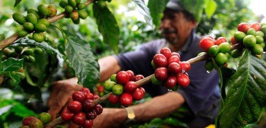 阿拉比卡咖啡是什么？阿拉比卡咖啡种的演变与改良