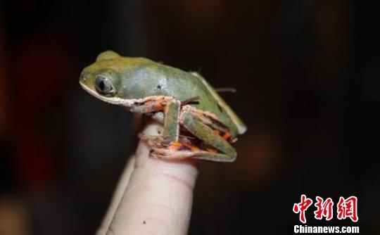 虎纹腿猴树蛙。　北京国检局提供 摄