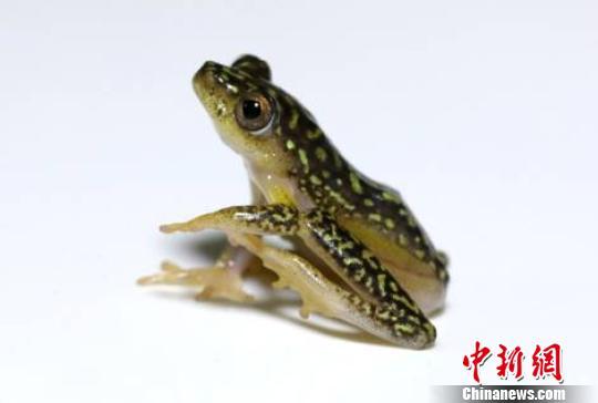白腹芦苇蛙。　北京国检局提供 摄