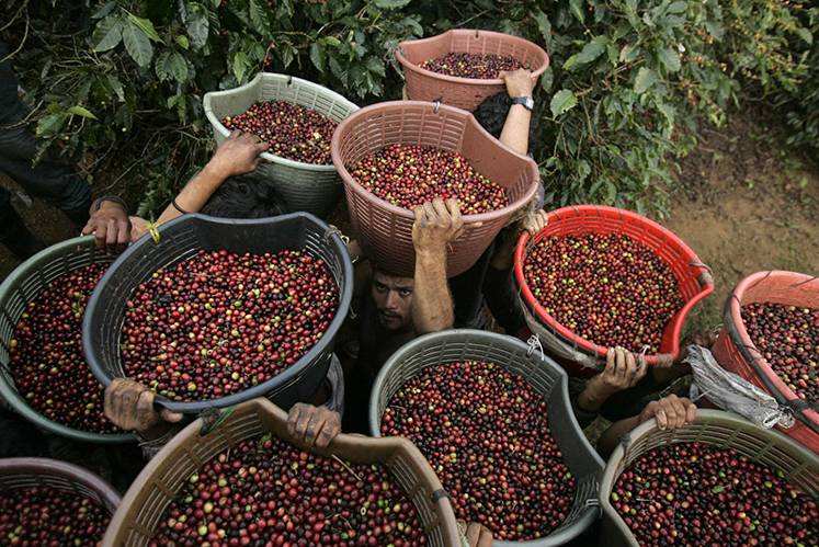 巴拿马咖啡豆介绍，巴拿马咖啡豆红酒式处理法