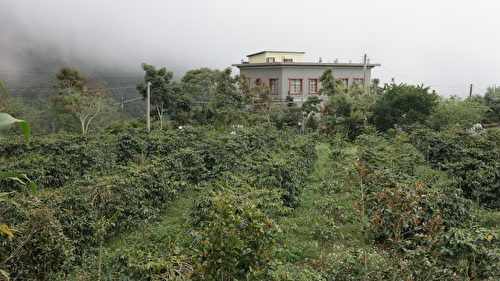 嵩岳咖啡庄园位于海拔1,200公尺的高山，在古坑乡与阿里山交界的嘉南云峰下，来到庄园的客人总有机会看到云雾缭绕的景象。（邓玫玲／大纪元）