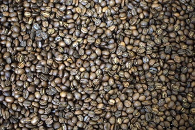 咖啡也將受到「大滅絕」影響。 (圖：AFP)