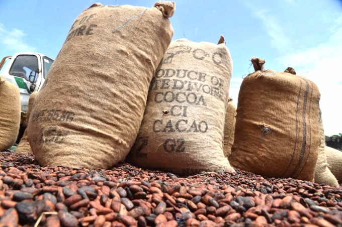 40年後因可可樹受炎熱氣候影響，而無法再種出可可豆。 (圖：AFP)