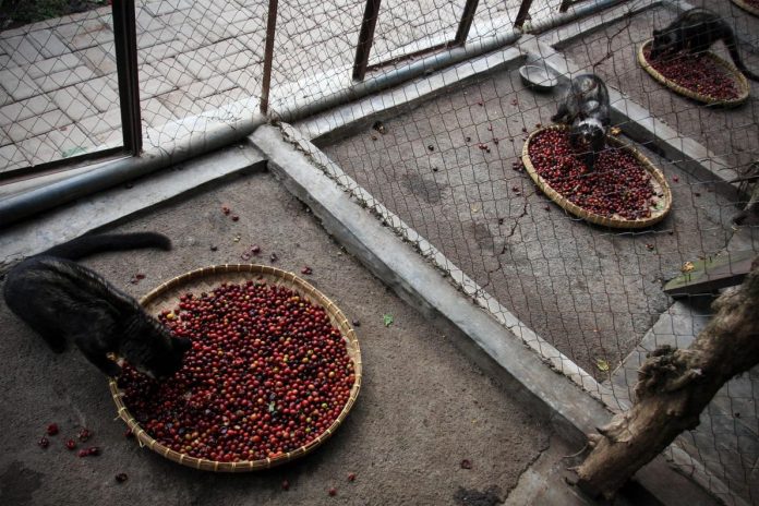 一隻很可能從野外捕捉回來、關在蛔友e的麝香貓，只為了生產世界最昂貴的麝香貓咖啡。PHOTOGRAPH BY NICKY LOH, GETTY IMAGES FOR WSPA