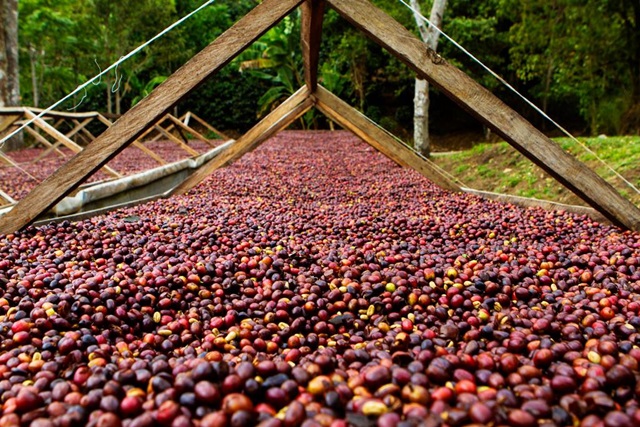 日晒、水洗、蜜处理5分钟认识咖啡生豆的处理法咖啡绿商号