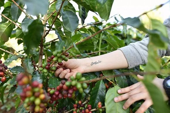 云南咖啡的精品之路—精品咖啡浪潮正在改变以茶闻名的云南普洱