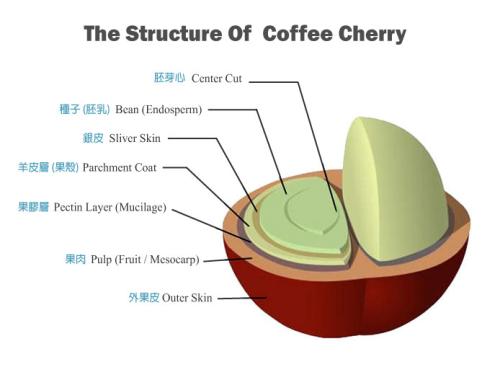 咖啡豆内部结构图