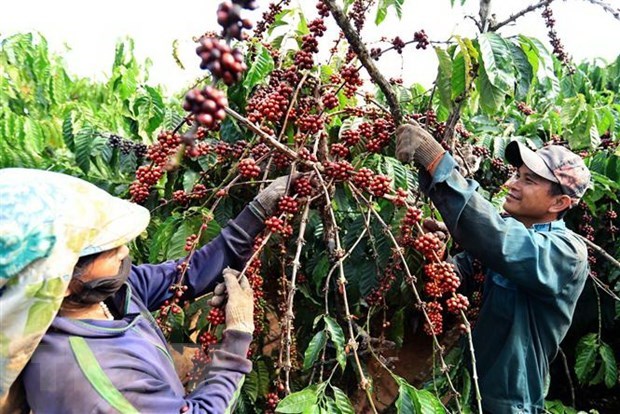 越南咖啡产业现状：越南咖啡产量高但价格低，原因在于质量~