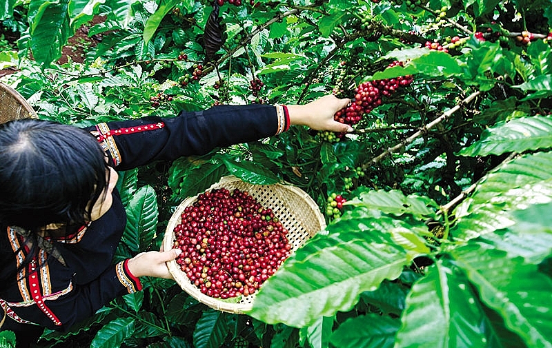 印度尼西亚爪哇咖啡种植历史及品种介绍_印尼咖啡有什么特点
