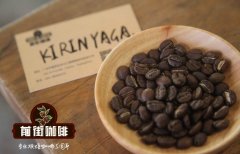 肯尼亚麒麟雅嘉咖啡产区介绍 肯尼亚麒麟雅嘉咖啡怎么喝？