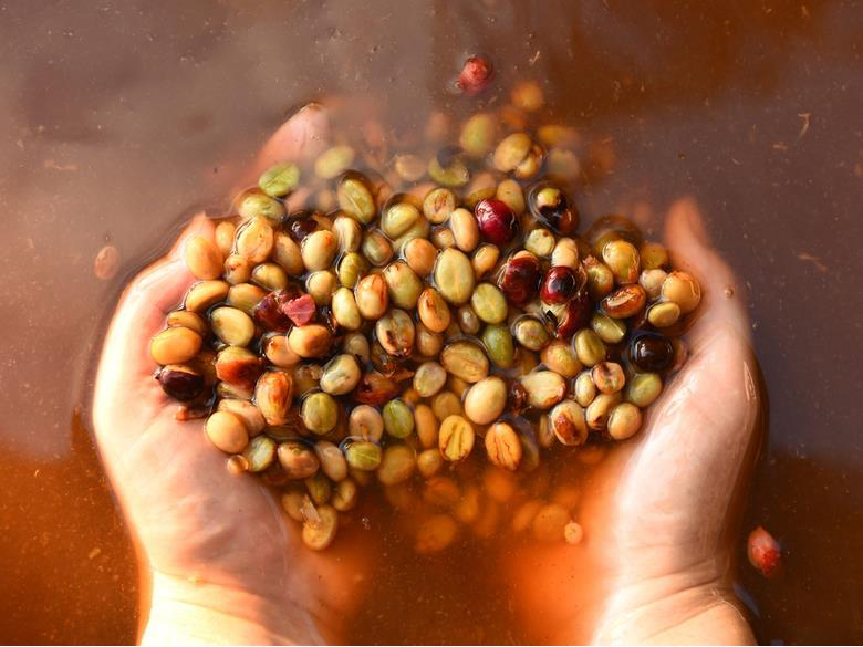 良好的「发酵」过程是商业咖啡豆的一大福音！