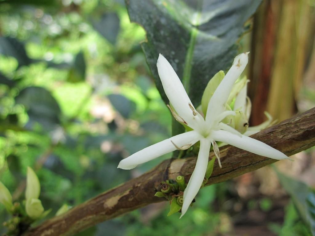 瑰夏咖啡豆品种故事 巴拿马翡翠庄园瑰夏咖啡豆手冲风味口感特点
