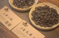 云南铁皮卡和卡蒂姆咖啡对比|云南不同品种咖啡风味如何