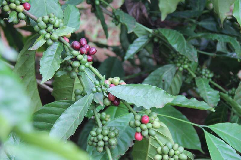 埃班种植的新品种抗旱咖啡。图片来源：阚超群
