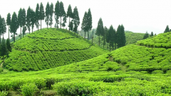 大吉岭茶是什么茶？大吉岭著名茶款赤雷风味形容和等级制度的介绍