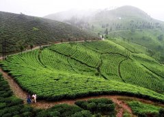 大吉岭红茶中春茶、夏茶、秋茶、冬茶的采收时间以及风味的区别