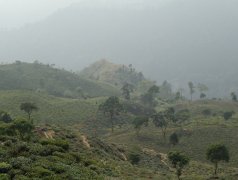 大吉岭红茶庄园｜哪个庄园好？卡斯尔顿庄园的麝香红茶茶树品种