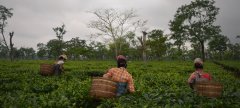 印度阿萨姆红茶产区茶庄园介绍 红茶生产流程以及种植技术特点