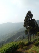 大吉岭红茶哪个庄园好 大吉岭茶产地种植位置区分茶叶的好坏
