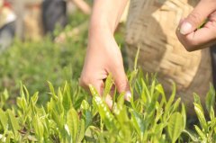 茶叶一年采几季？每个季节的茶叶有什么不同？什么季节的茶最好？
